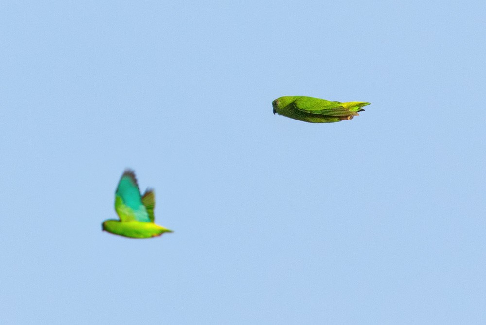Green-fronted Hanging-Parrot - Lars Petersson | My World of Bird Photography