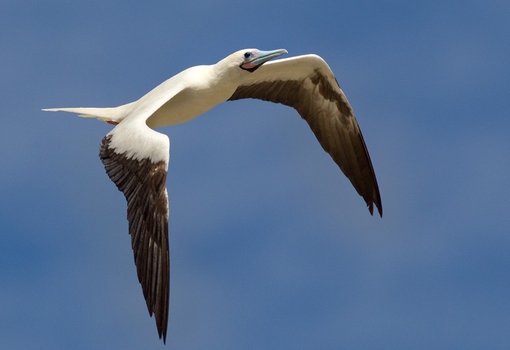 Red-footed Booby (Indopacific) - Lars Petersson | My World of Bird Photography