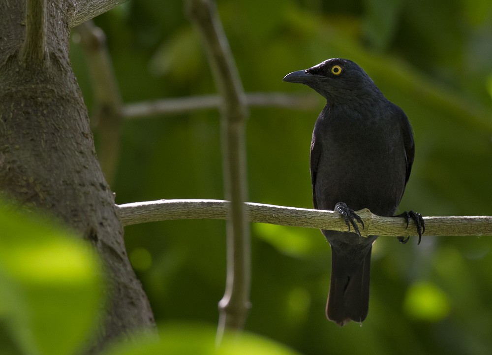 Atoll Starling - Lars Petersson | My World of Bird Photography