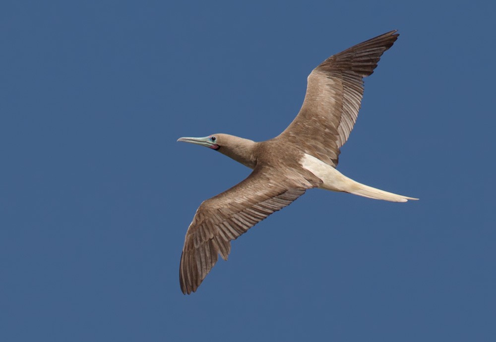 Red-footed Booby (Indopacific) - ML205970481