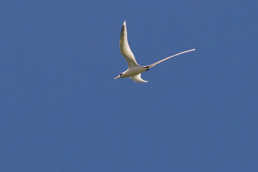 White-tailed Tropicbird (Pacific) - ML205970501