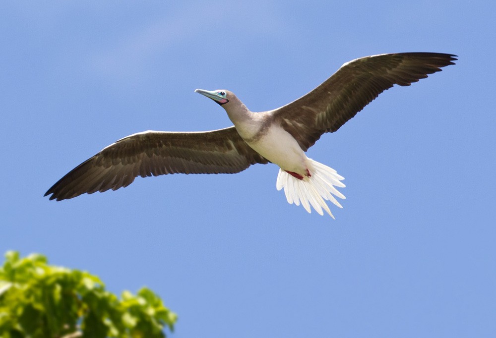 Red-footed Booby (Indopacific) - Lars Petersson | My World of Bird Photography