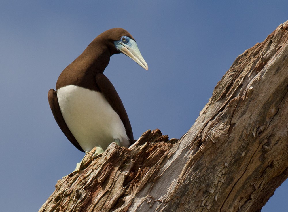 Brown Booby (Forster's) - ML205970531