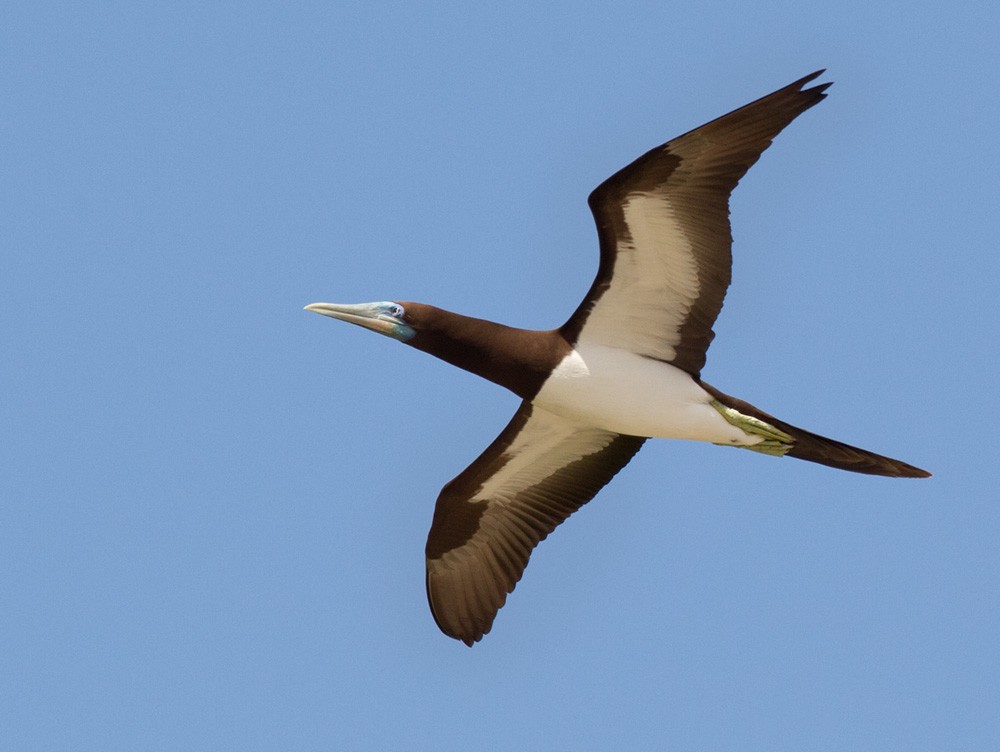 Brown Booby (Forster's) - ML205970541