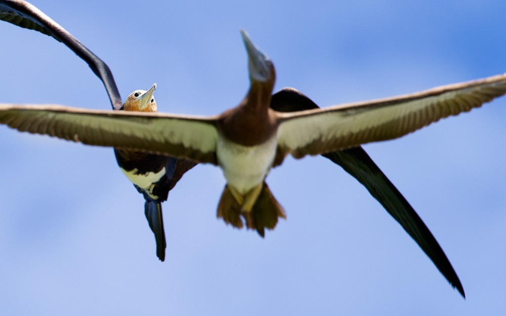 Great Frigatebird - Lars Petersson | My World of Bird Photography