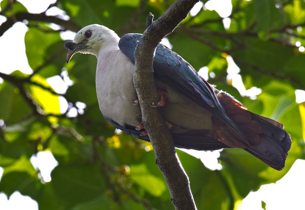 Pacific Imperial-Pigeon - Lars Petersson | My World of Bird Photography