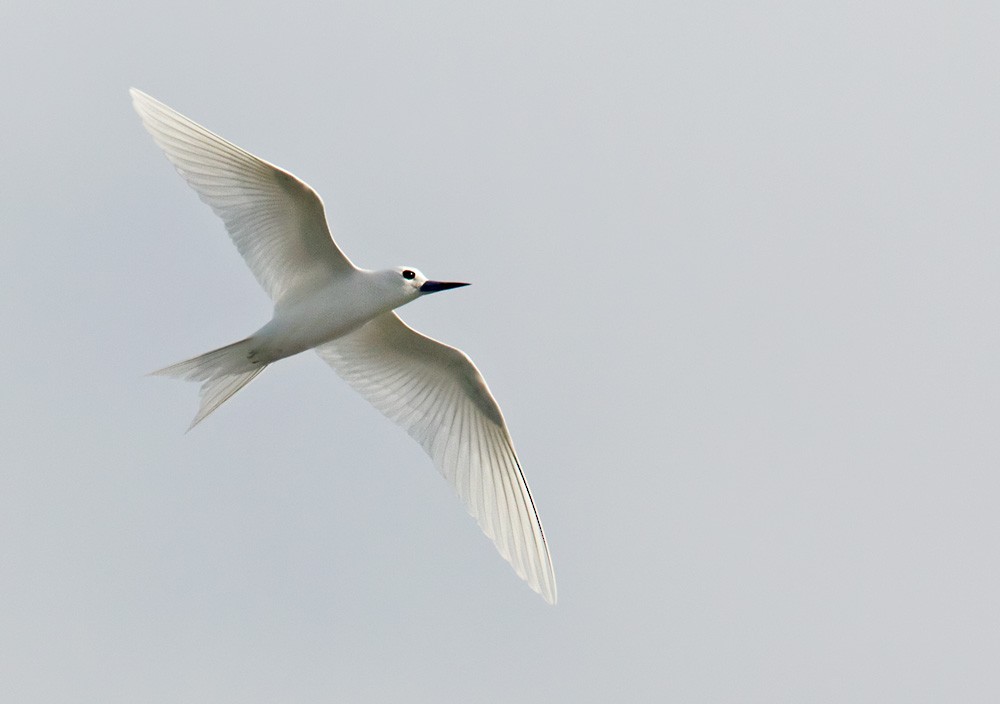 White Tern (Pacific) - Lars Petersson | My World of Bird Photography