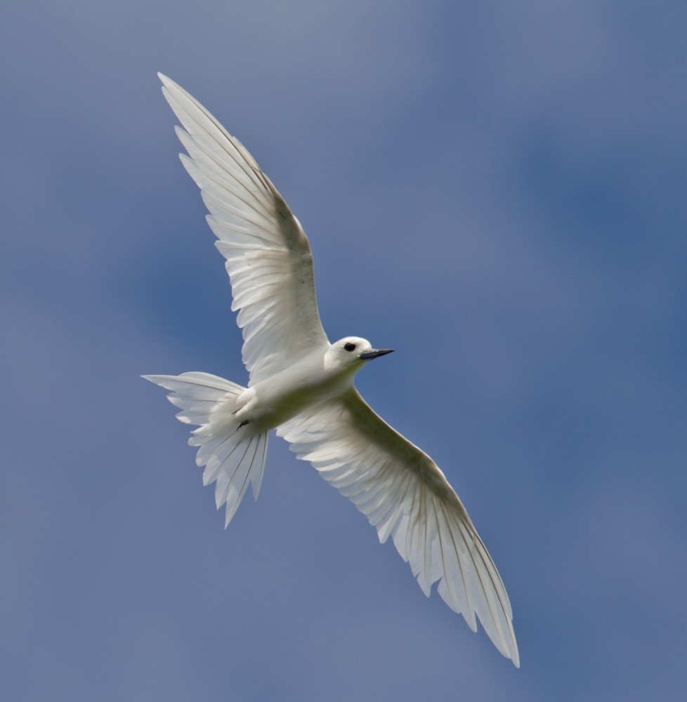 White Tern (Pacific) - ML205970621