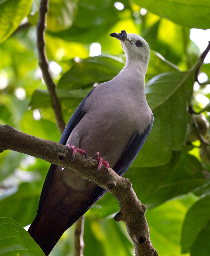 Pacific Imperial-Pigeon - Lars Petersson | My World of Bird Photography