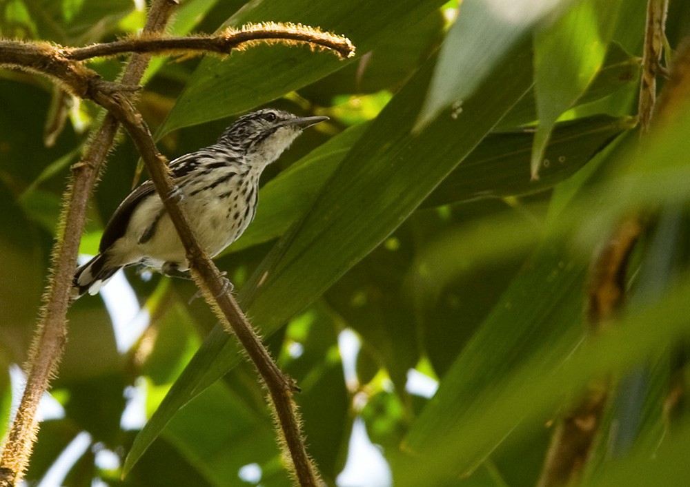 Stripe-chested Antwren - Lars Petersson | My World of Bird Photography