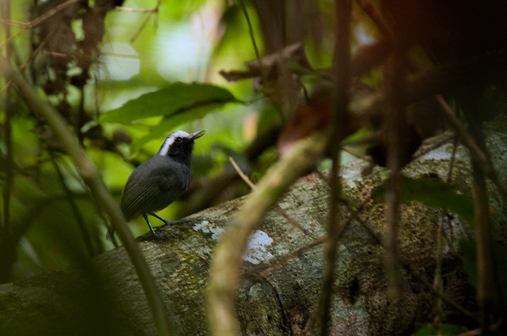 White-browed Antbird - Lars Petersson | My World of Bird Photography