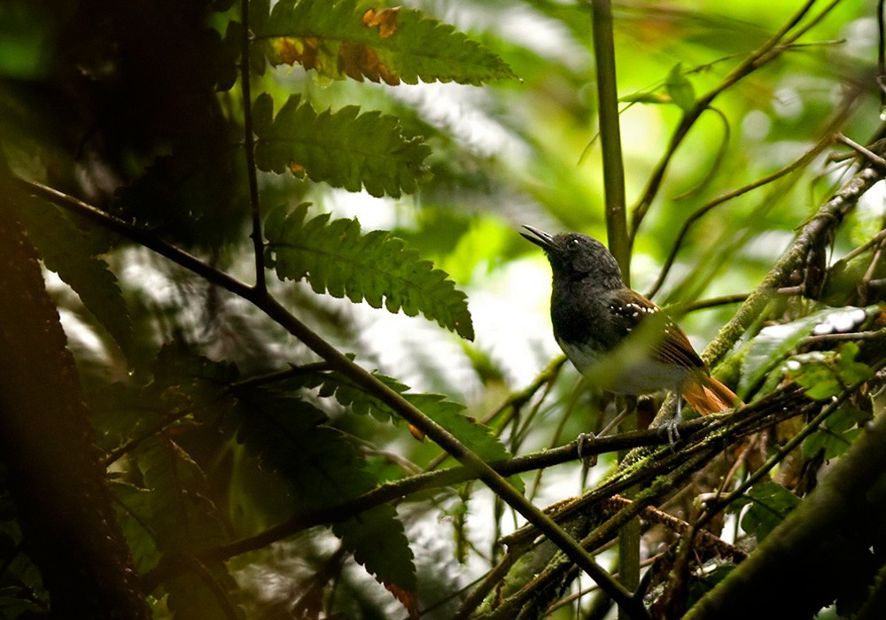 Chestnut-tailed Antbird - ML205970771
