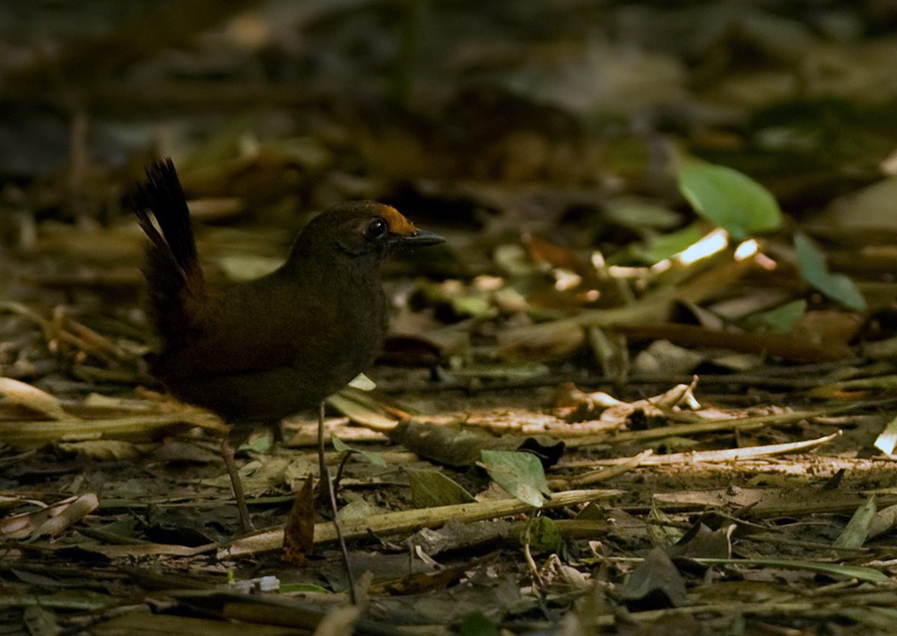 Rufous-fronted Antthrush - Lars Petersson | My World of Bird Photography