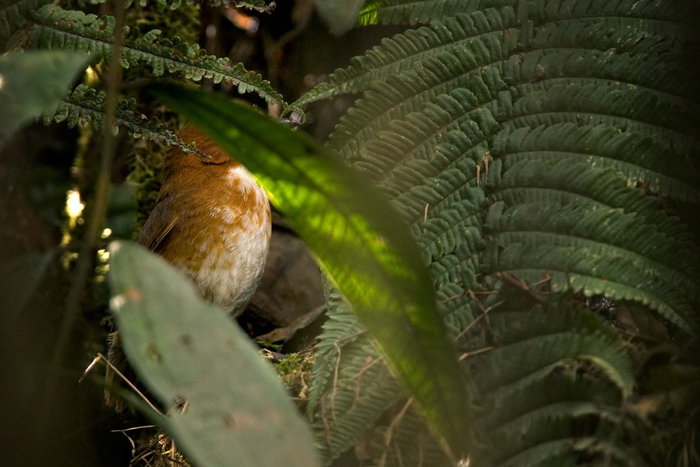 Red-and-white Antpitta - Lars Petersson | My World of Bird Photography