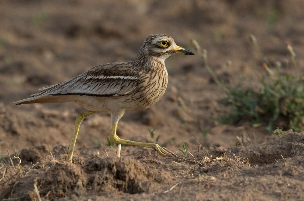 Eurasian Thick-knee - Lars Petersson | My World of Bird Photography