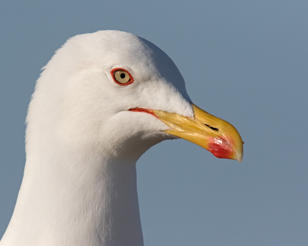 Yellow-legged Gull (michahellis) - ML205971041