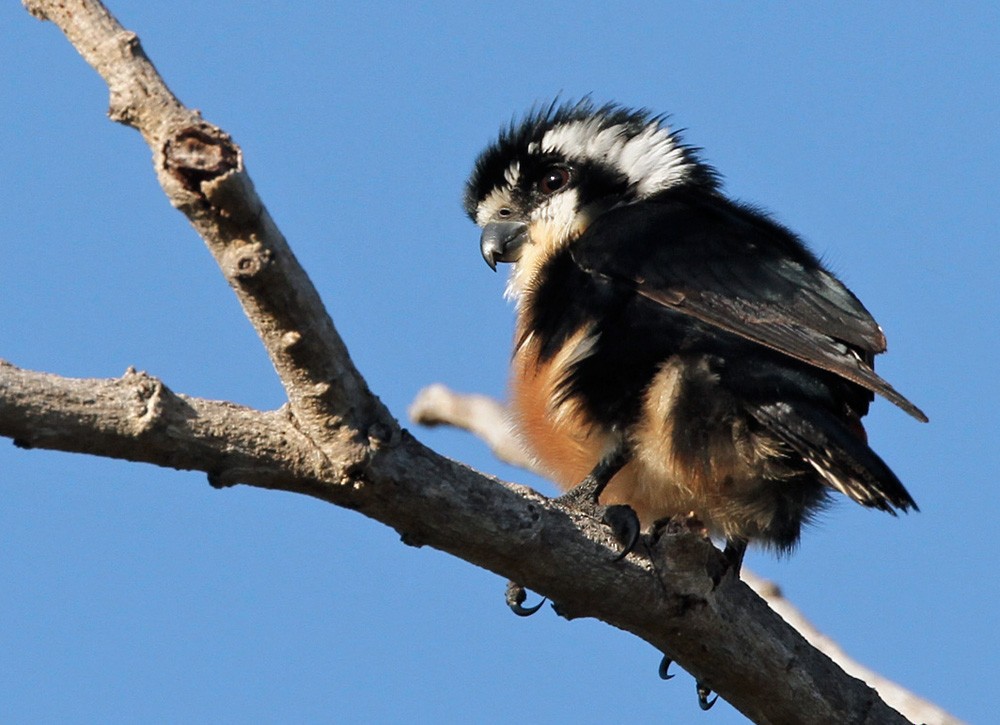 Black-thighed Falconet - Lars Petersson | My World of Bird Photography
