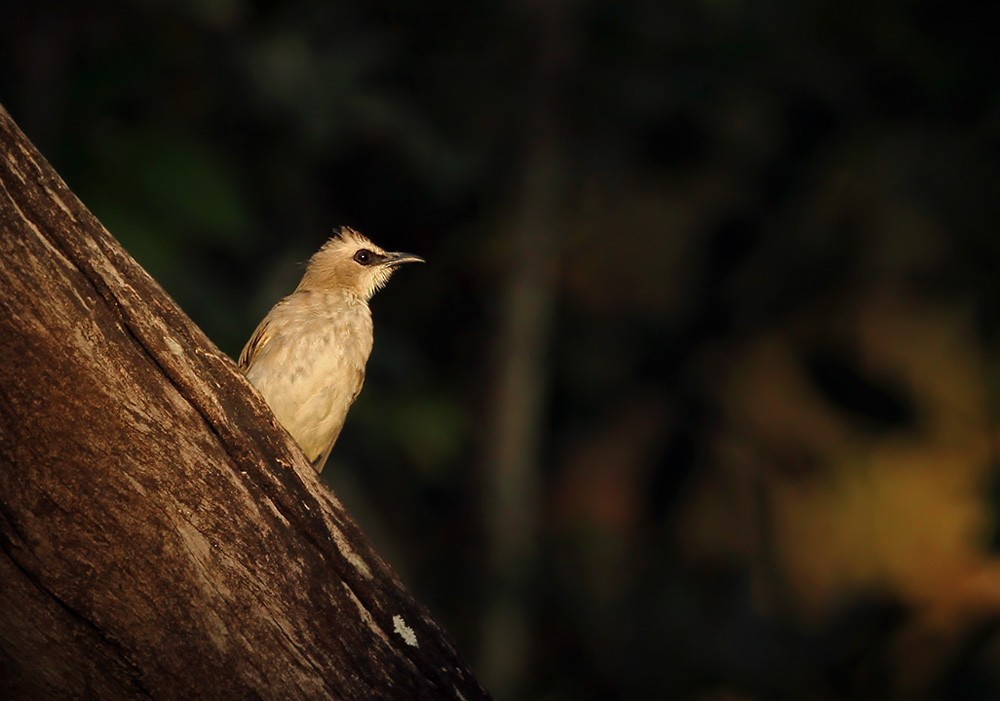 Yellow-vented Bulbul - Lars Petersson | My World of Bird Photography