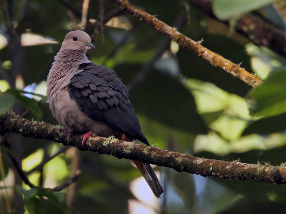 Dark-backed Imperial-Pigeon (Pink-headed) - ML205971401