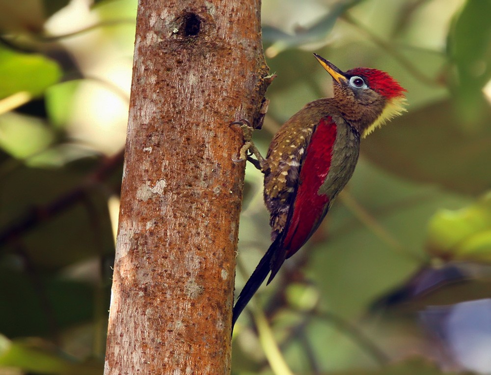 Crimson-winged Woodpecker - Lars Petersson | My World of Bird Photography