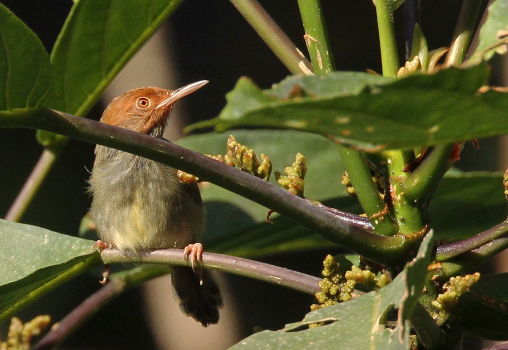 Olive-backed Tailorbird - Lars Petersson | My World of Bird Photography
