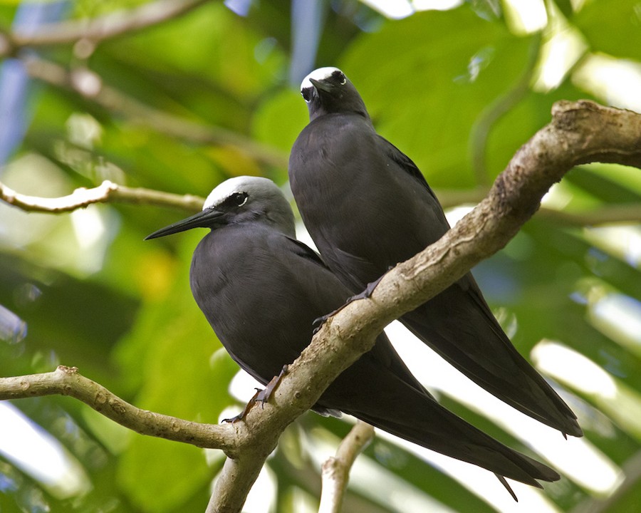 Tiñosa menuda (grupo minutus) - eBird