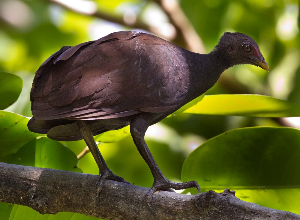 Melanesian Megapode - Lars Petersson | My World of Bird Photography