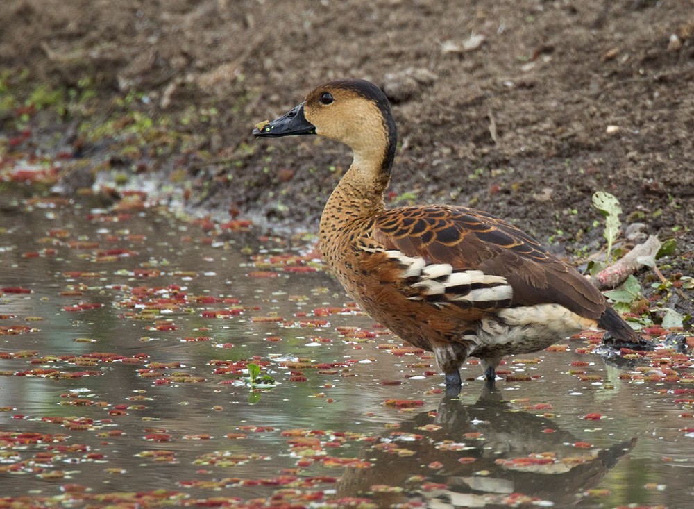 Wandering Whistling-Duck - Lars Petersson | My World of Bird Photography