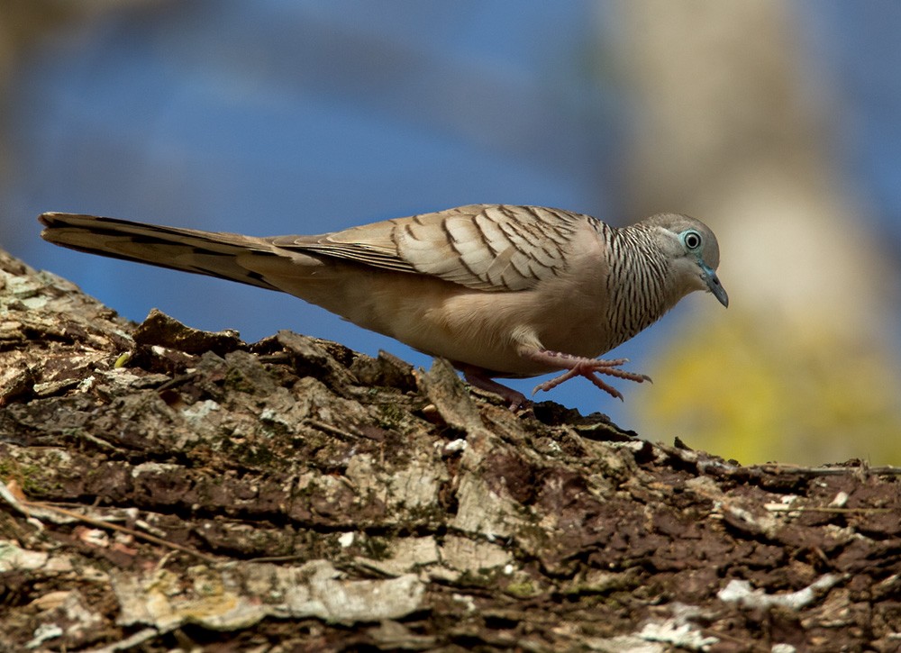 Peaceful Dove - Lars Petersson | My World of Bird Photography