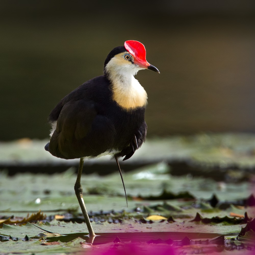 Comb-crested Jacana - Lars Petersson | My World of Bird Photography
