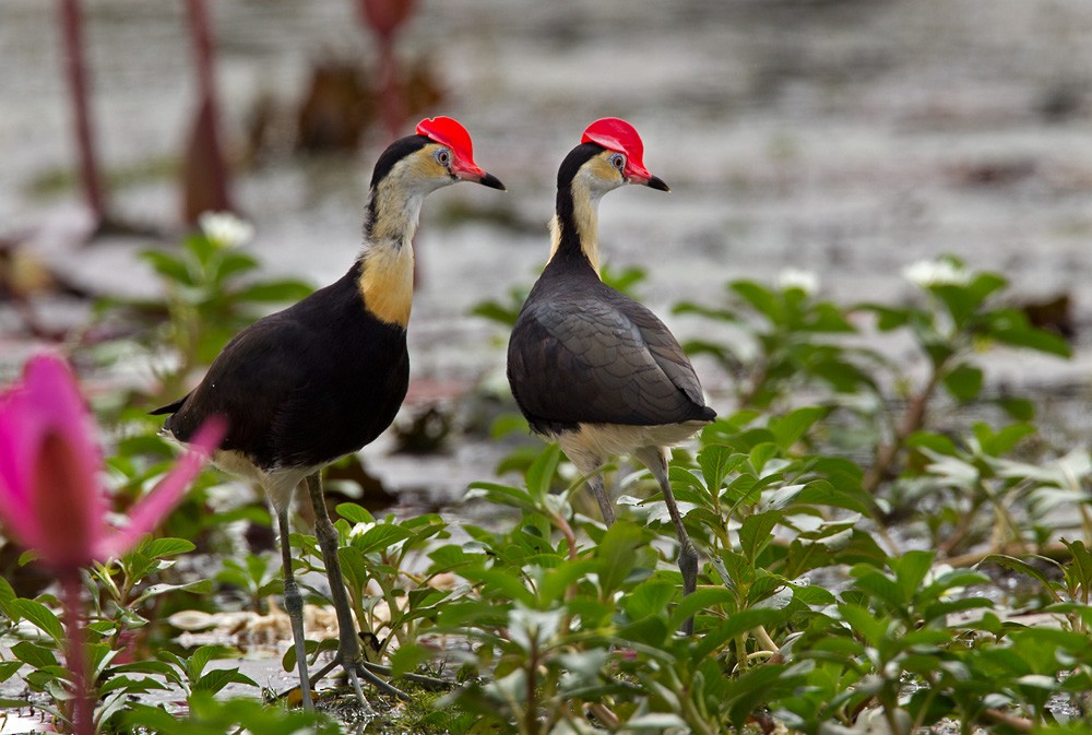 Comb-crested Jacana - Lars Petersson | My World of Bird Photography