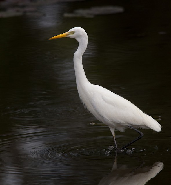 Intermediate Egret (Plumed)