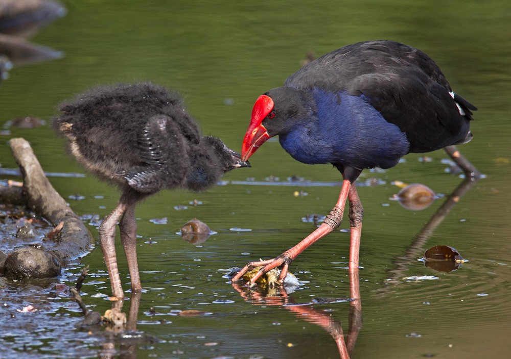 Australasian Swamphen - Lars Petersson | My World of Bird Photography