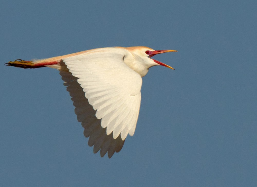 Western Cattle Egret - Lars Petersson | My World of Bird Photography