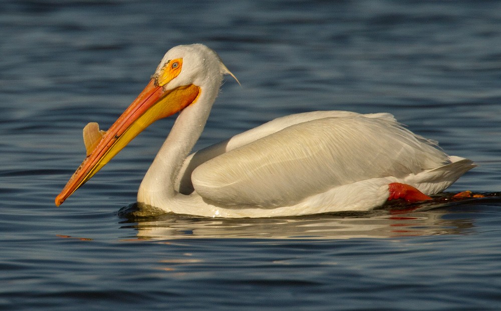 American White Pelican - Lars Petersson | My World of Bird Photography