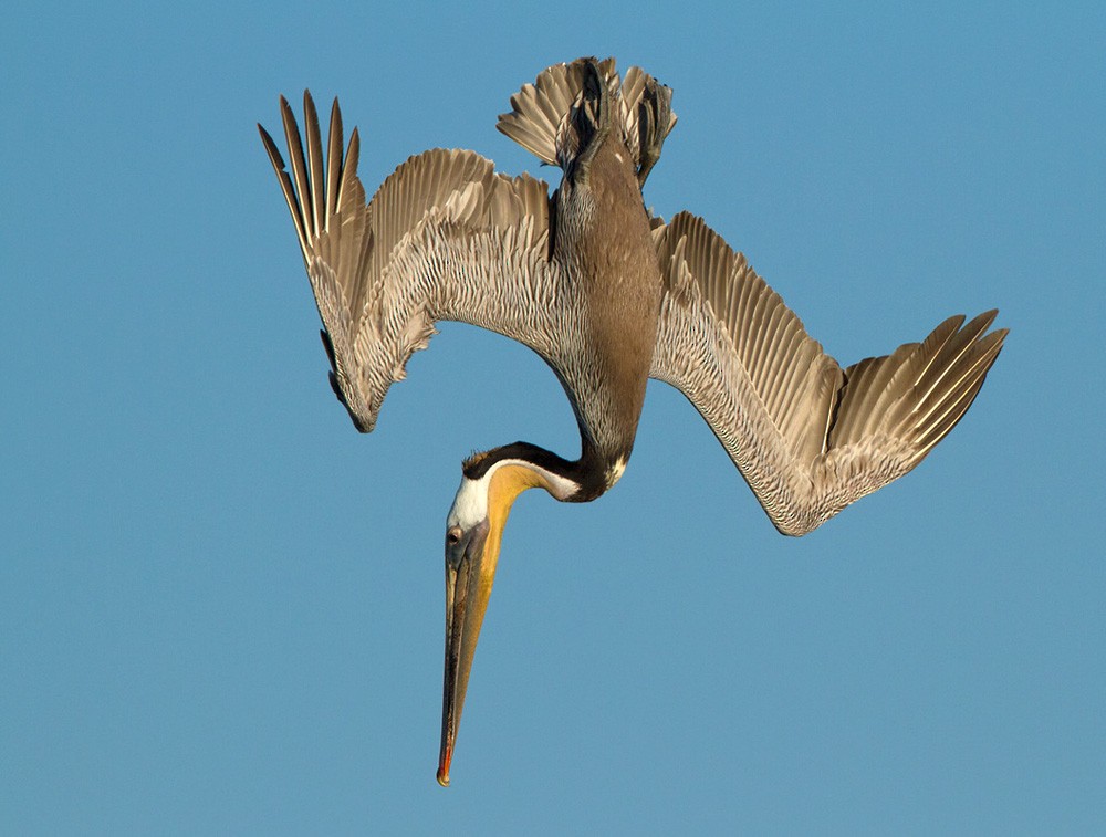Brown Pelican - Lars Petersson | My World of Bird Photography