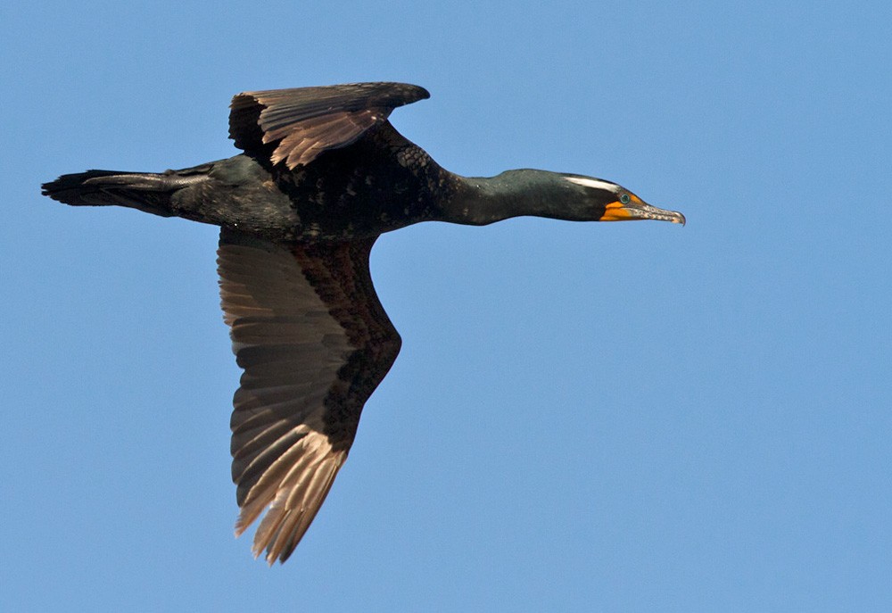 Double-crested Cormorant - Lars Petersson | My World of Bird Photography