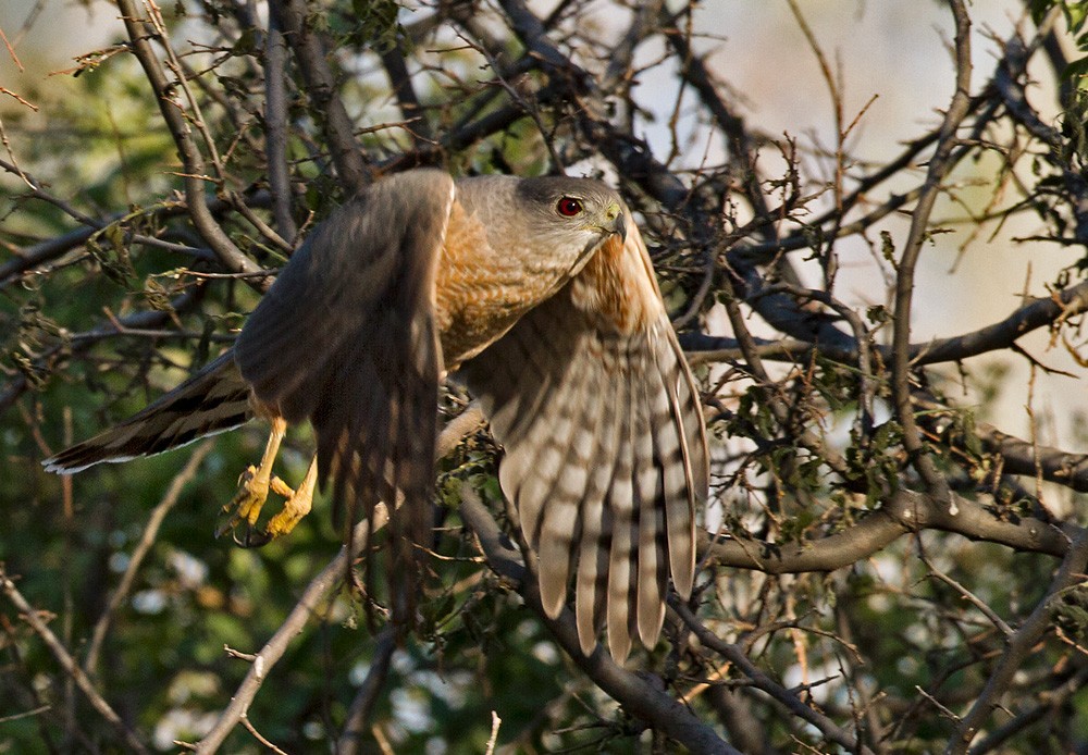 Cooper's Hawk - Lars Petersson | My World of Bird Photography