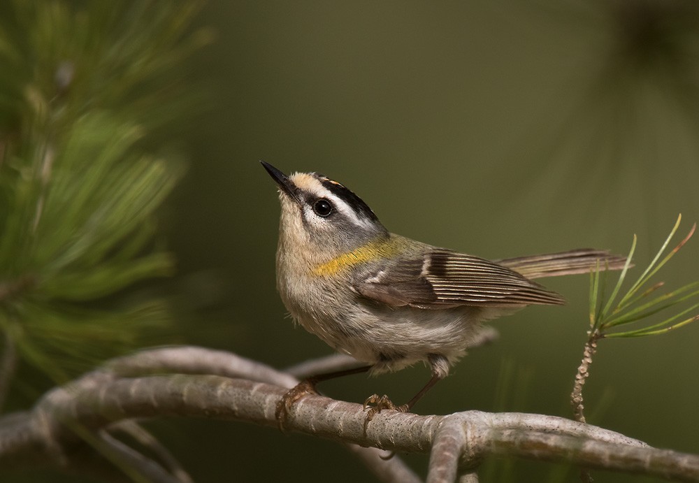 Common Firecrest - Lars Petersson | My World of Bird Photography