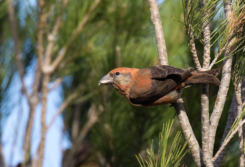 Red Crossbill (Balearic) - Lars Petersson | My World of Bird Photography
