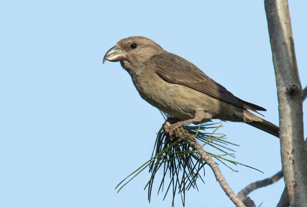 Red Crossbill (Balearic) - Lars Petersson | My World of Bird Photography
