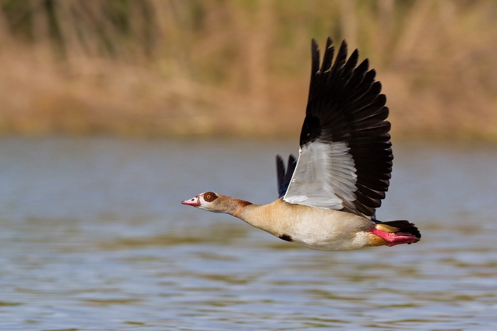 Egyptian Goose - Lars Petersson | My World of Bird Photography