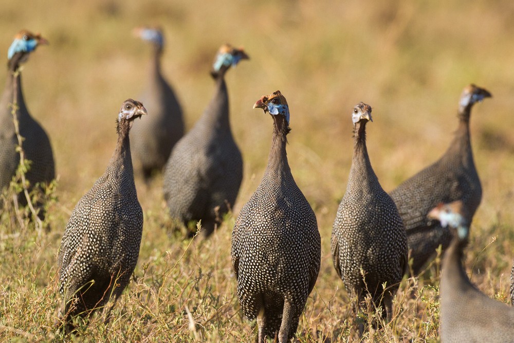 Helmeted Guineafowl - Lars Petersson | My World of Bird Photography