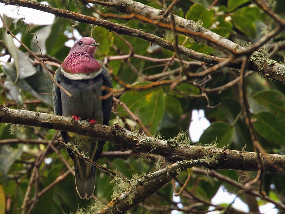 Pink-headed Fruit-Dove - Lars Petersson | My World of Bird Photography