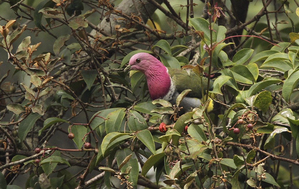 Pink-headed Fruit-Dove - ML205972351