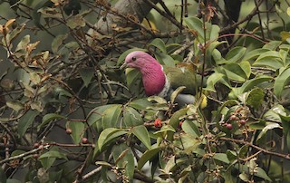 Pink-headed Fruit-Dove, ML205972351