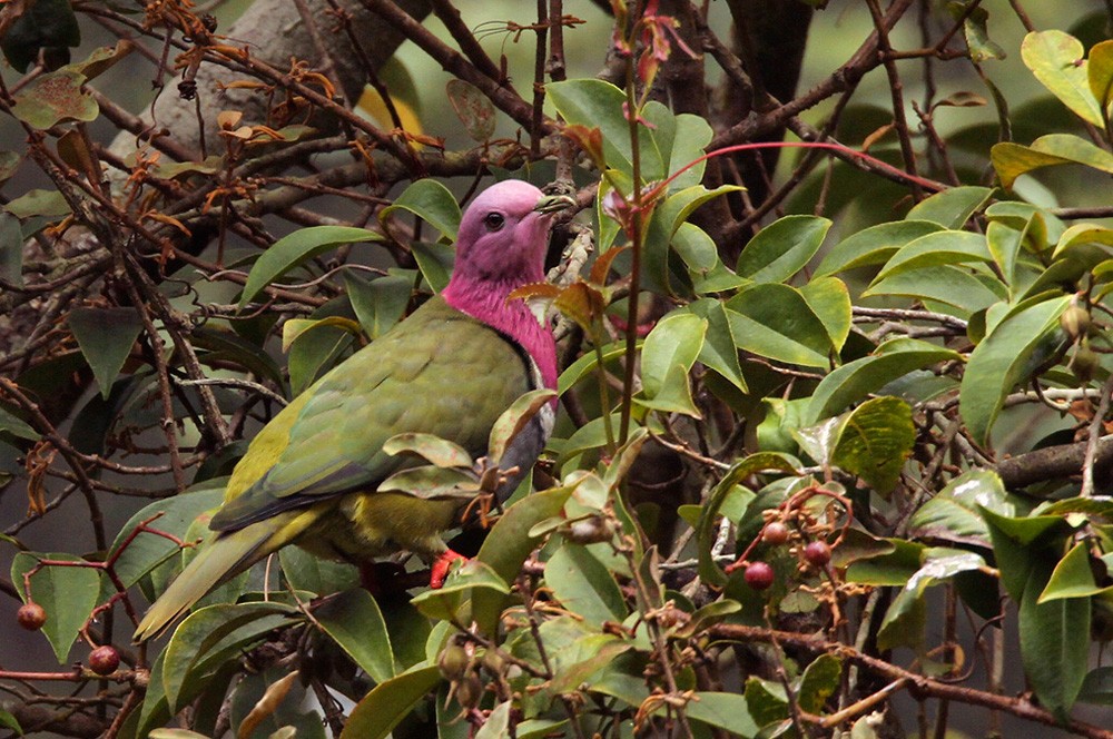 Pink-headed Fruit-Dove - ML205972361