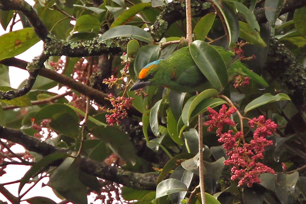 Flame-fronted Barbet - ML205972441