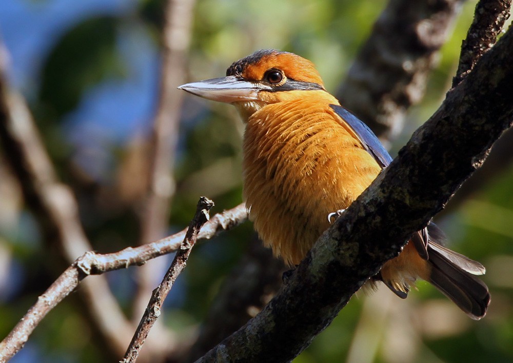 Cinnamon-banded Kingfisher - Lars Petersson | My World of Bird Photography