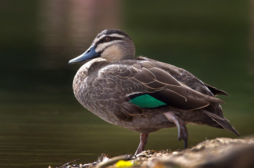 Pacific Black Duck - Lars Petersson | My World of Bird Photography